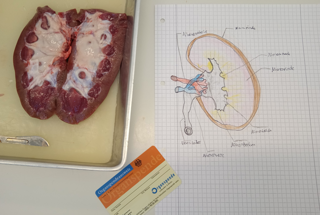 Schema einer Niere, eine aufgeschnittene Schweineniere und ein Organspendeausweis