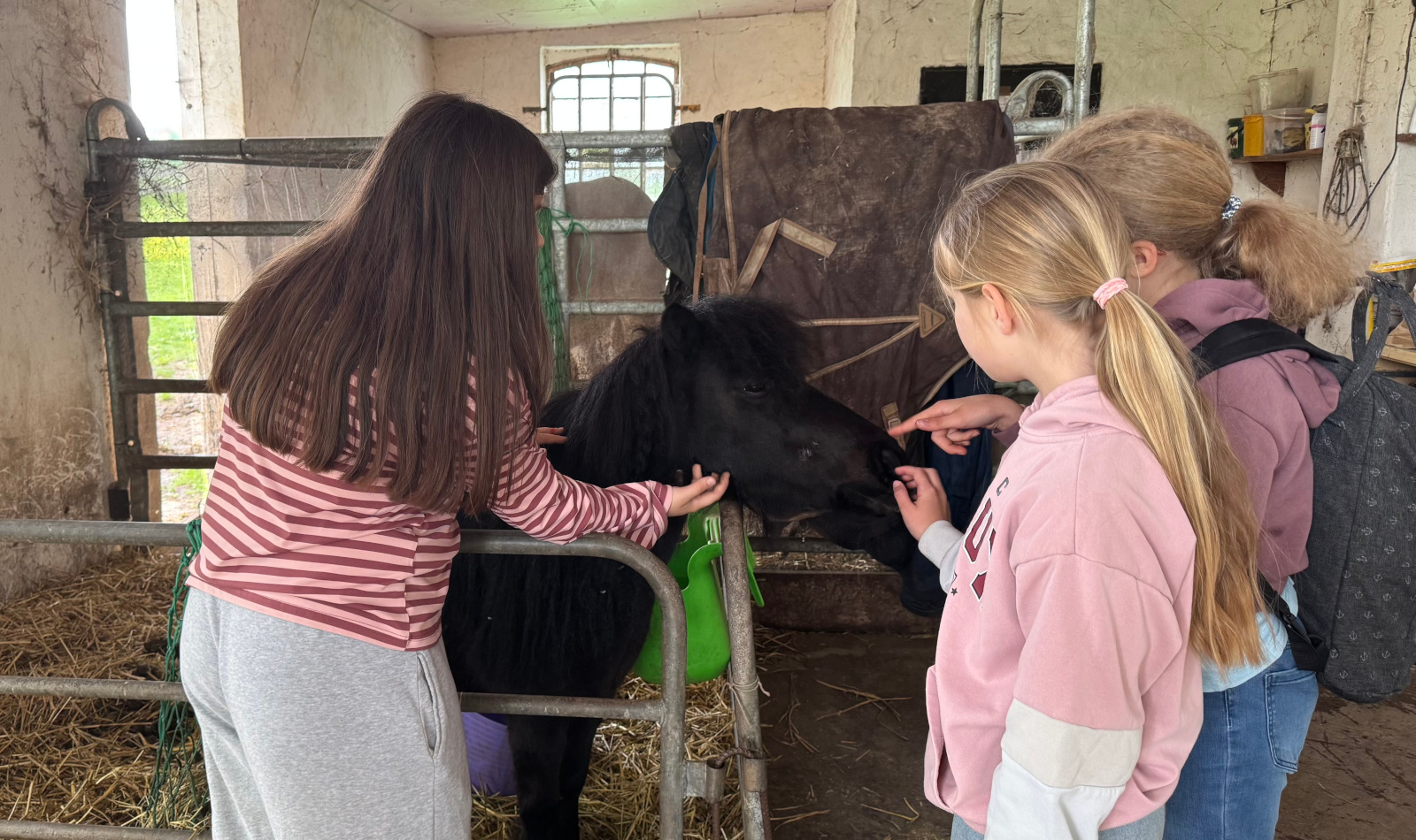 Streichelzoo im Stall