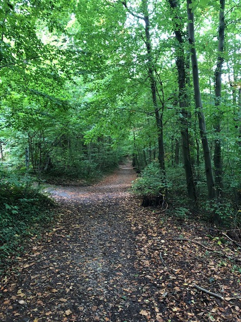 Waldweg zum Friedhof